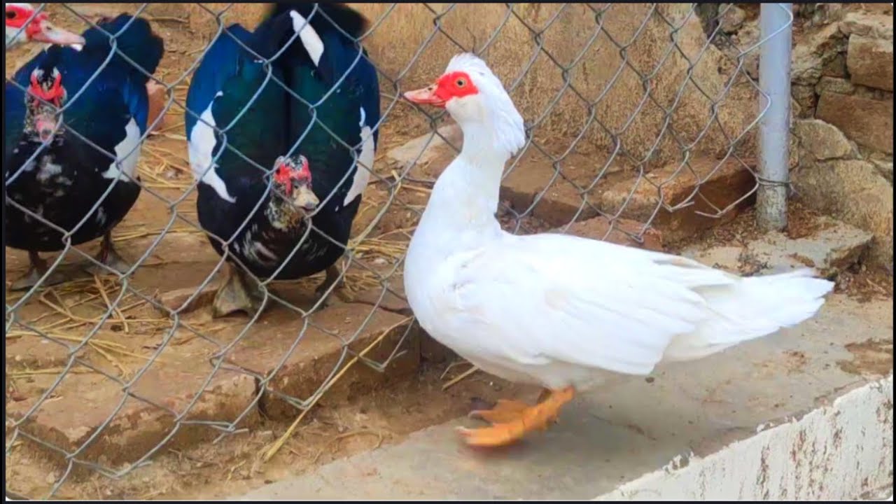 Muscovy Duck  calling white female for🦆| Duck Mornings|  Muscovy Ducks Farming in Pakistan