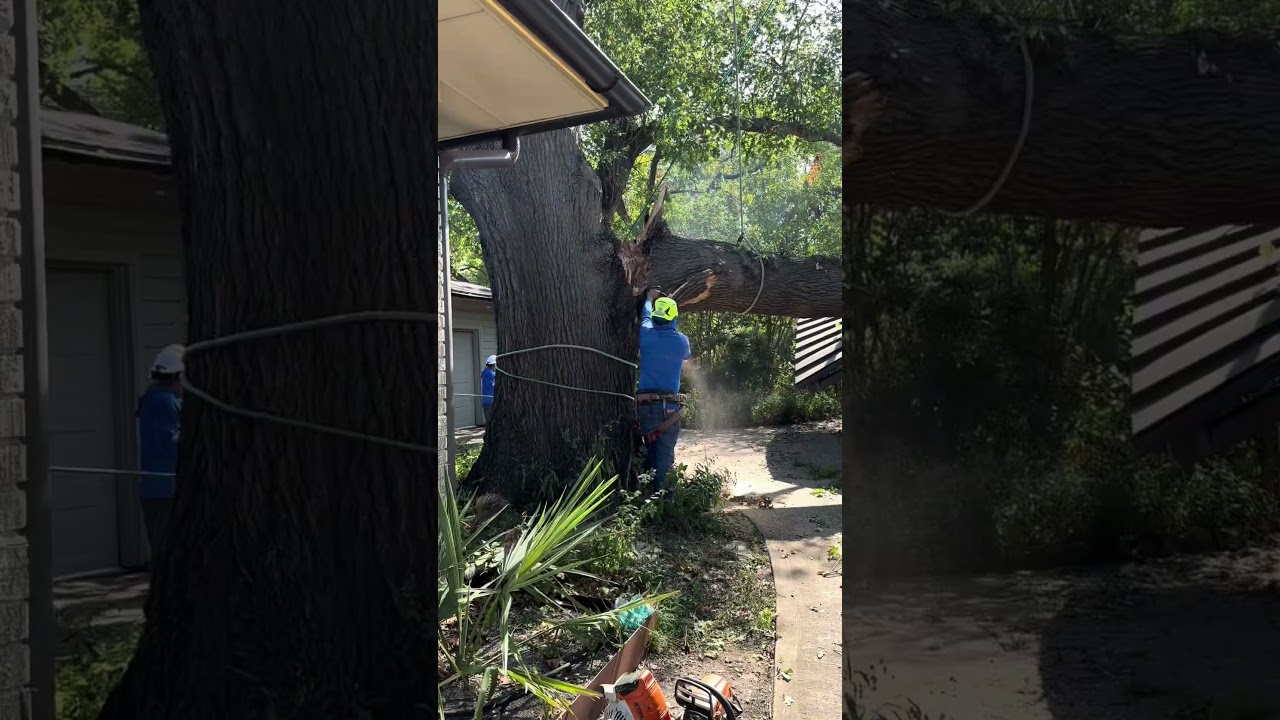 Emergency Tree Removal
