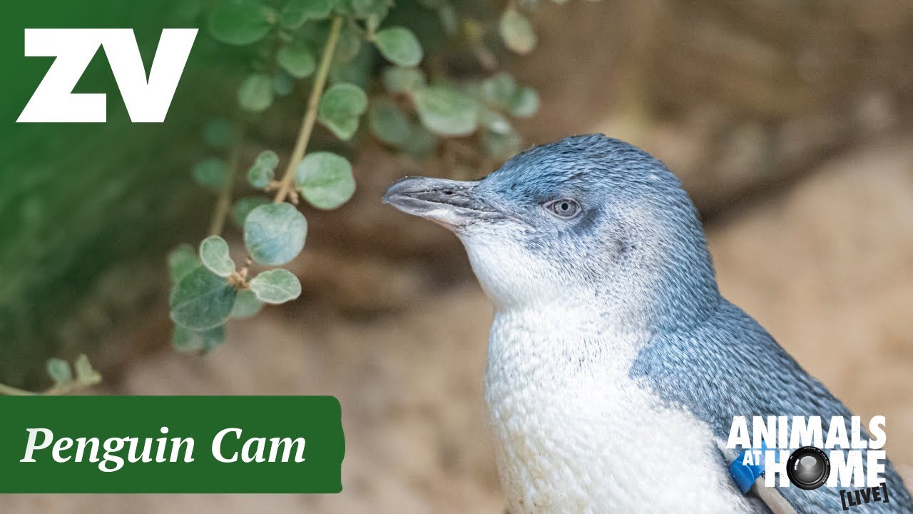 Penguin Cam