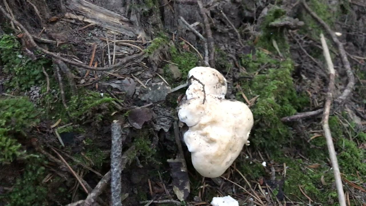 Seta Lengua de Vaca (Gamuza Blanca) 🍄 | Recolección e Identificación”