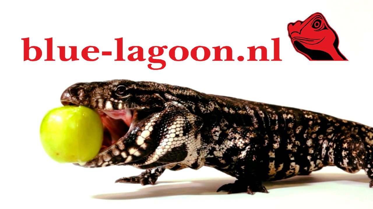 Reptielenwinkel Blue Lagoon Maassluis heet u welkom!