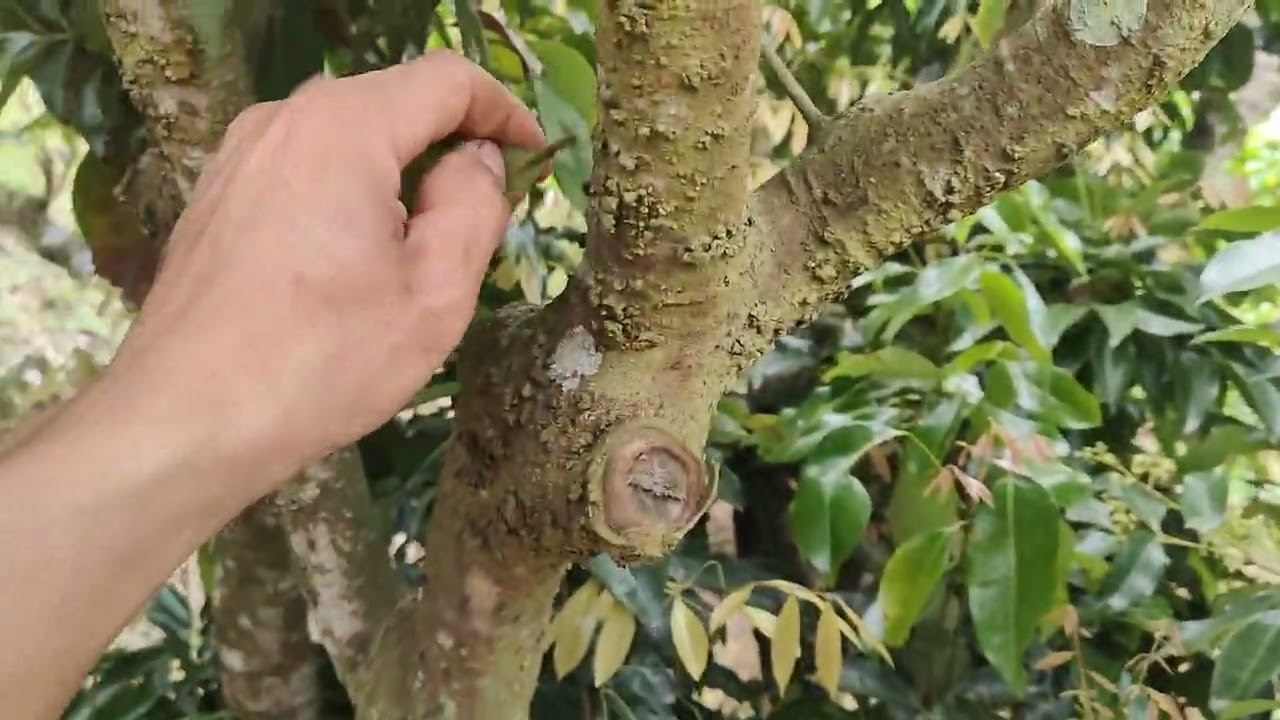 Vải thiều đang chuyển hoa thành Lộc hết rồi, một năm khó khăn cho các nhà vườn 