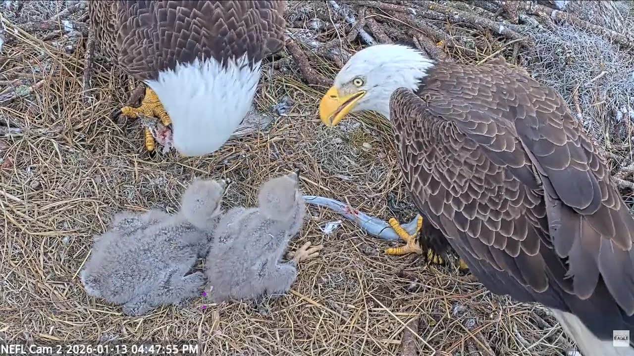 Gabby and Beau Dual Feeding (americaneaglefoundation.org)