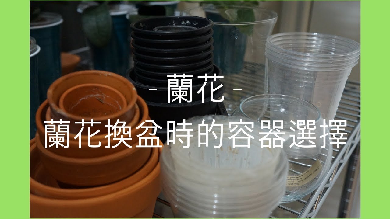 [EN SUB/中文字幕] 蘭花 – 蘭花換盆的容器選擇要點 | 蘭花種植