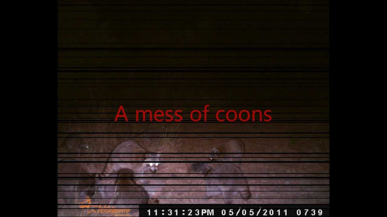 southtxhoghunters - game cam pics1 