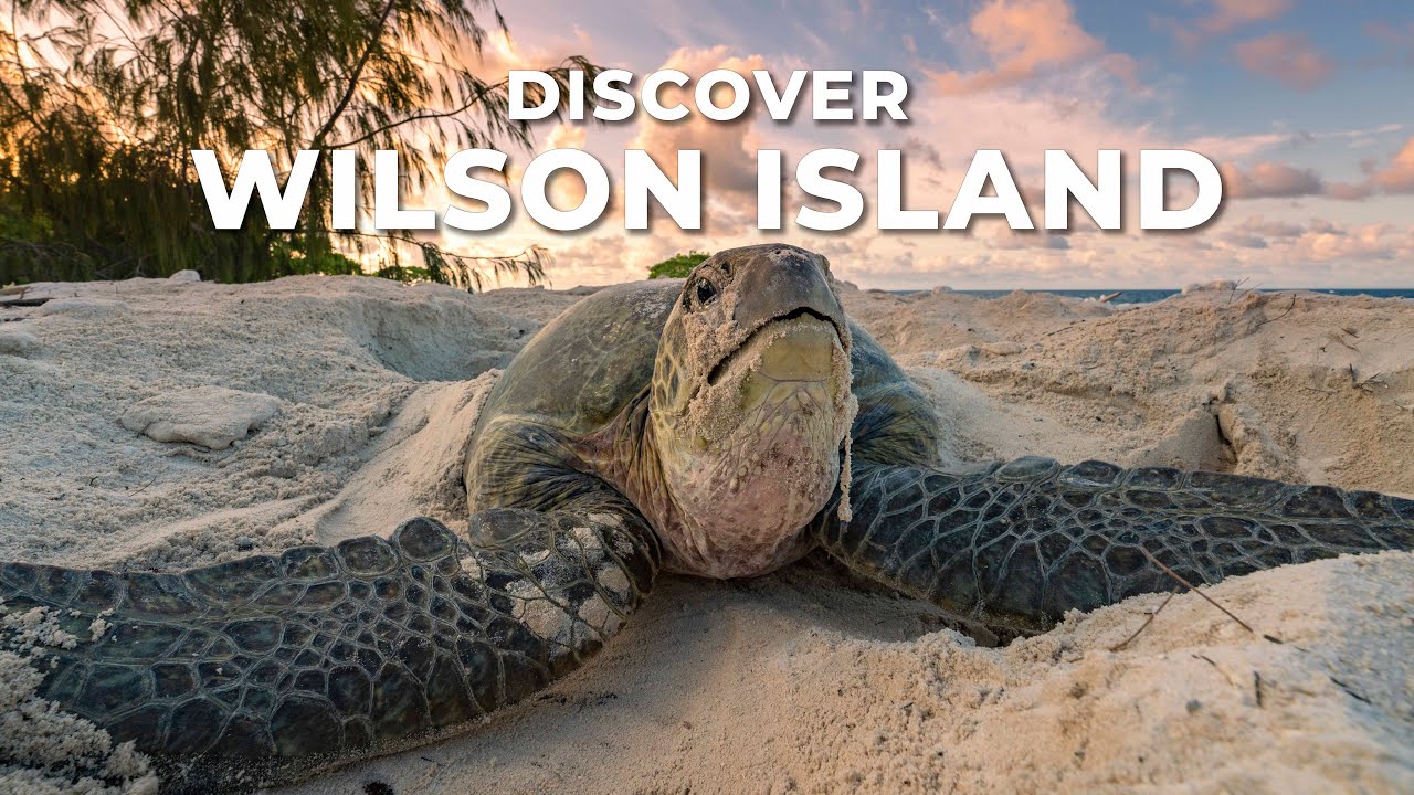Things to do on Wilson Island | Tourism Queensland