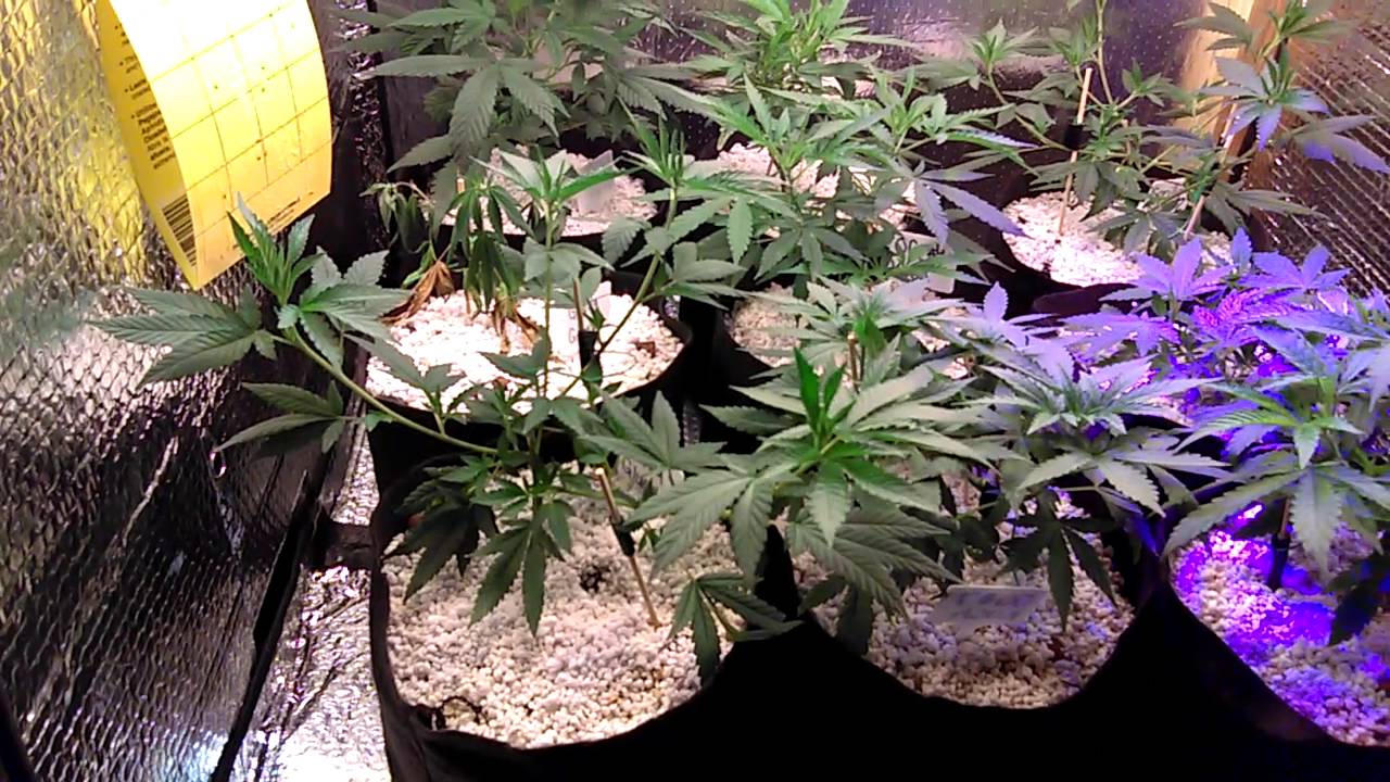 DIY CFL Cannabis Medical Grow Update