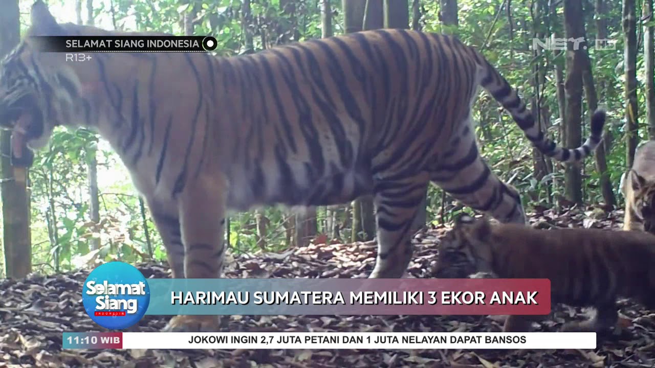 Kabar Gembira Hewan Langka di Indonesia Berhasil Berkembang Biak - SSI