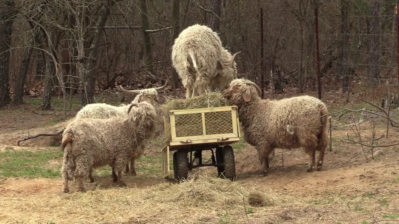 Angora Goats