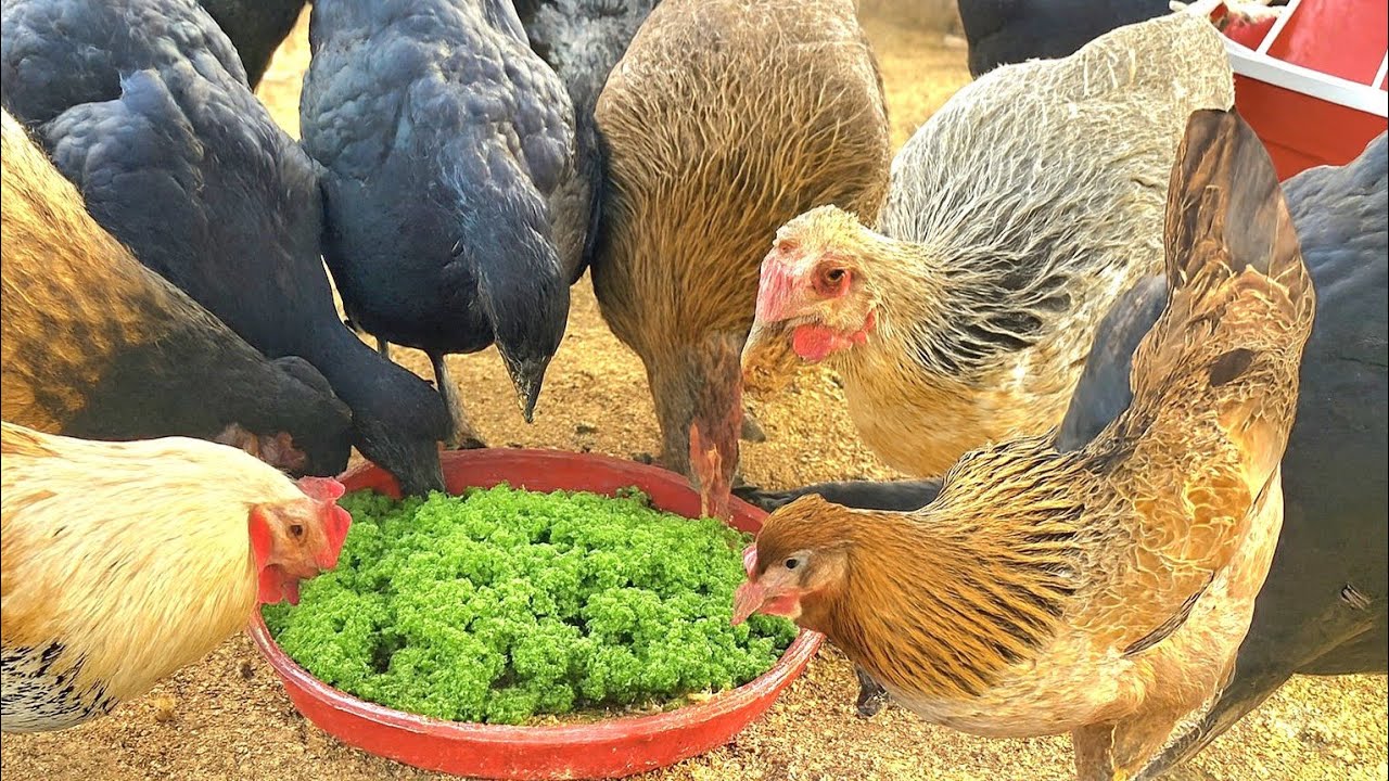 Azolla Feed for Desi Poultry