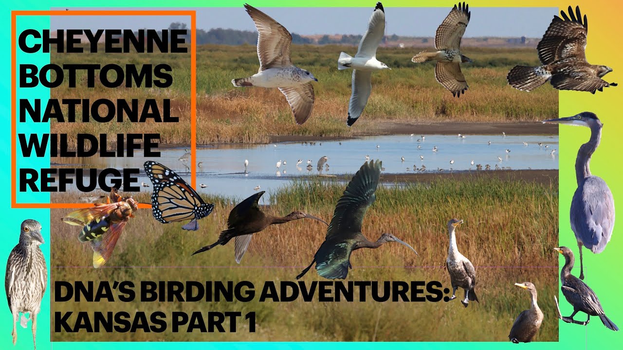 Birding Kansas @ Cheyenne Bottoms NWR P1-It’s fall migration with 35 bird Species, + new. 2024 Birds