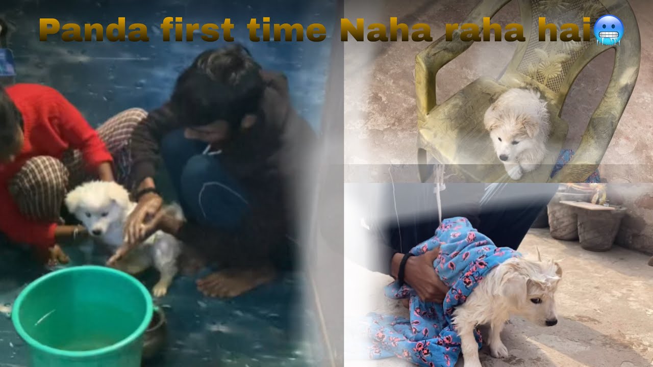 baby Panda first time Naha raha hai🥶🫶