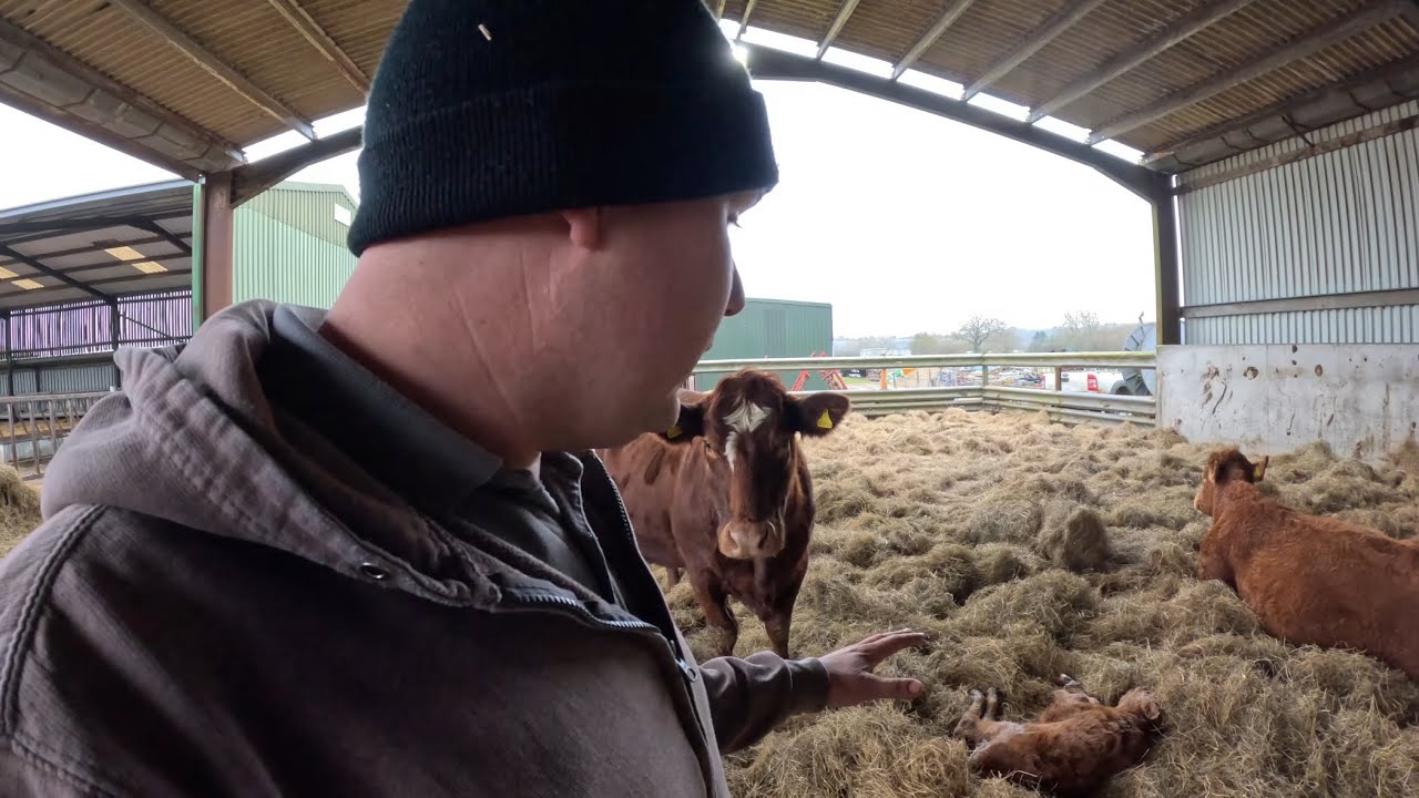 E. Coli In The Calves This Is Bad!