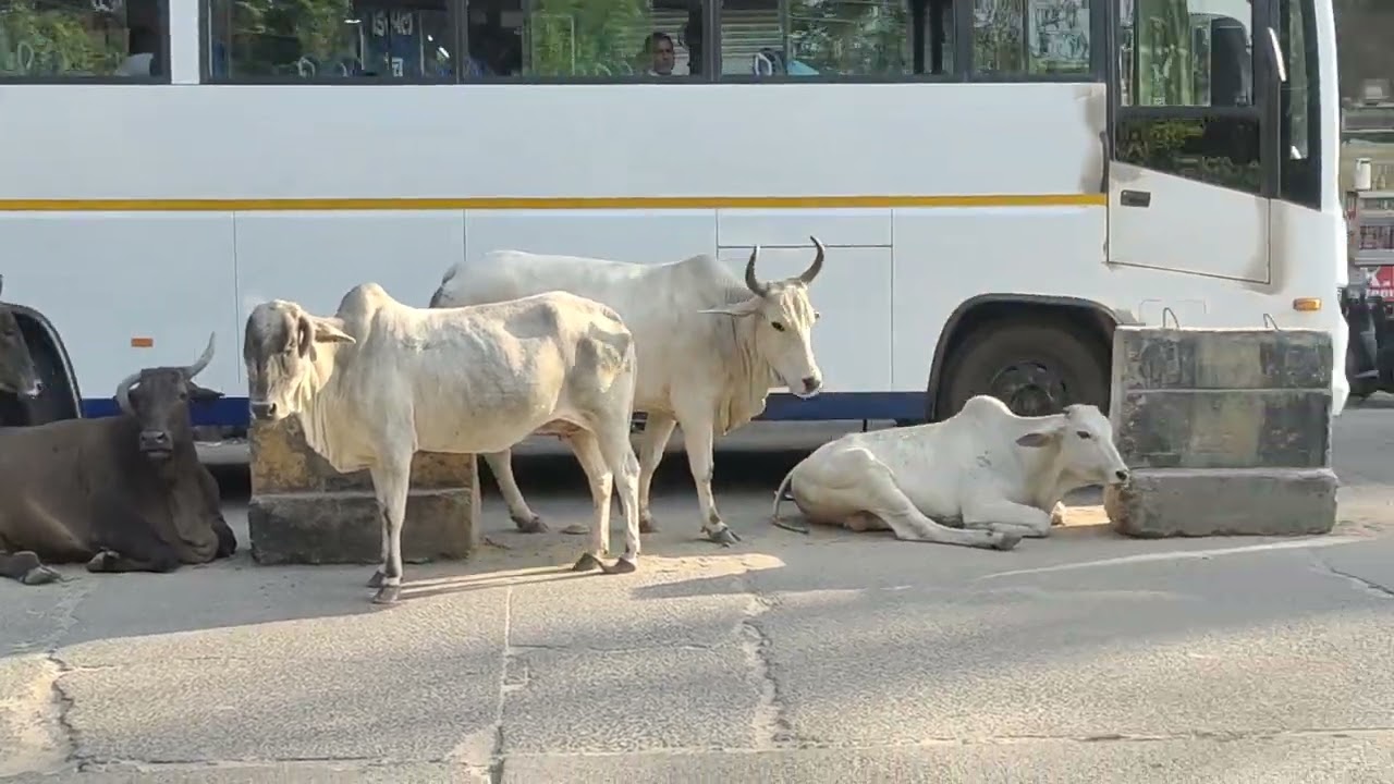 REWARI BUS STAND 19-10-2022