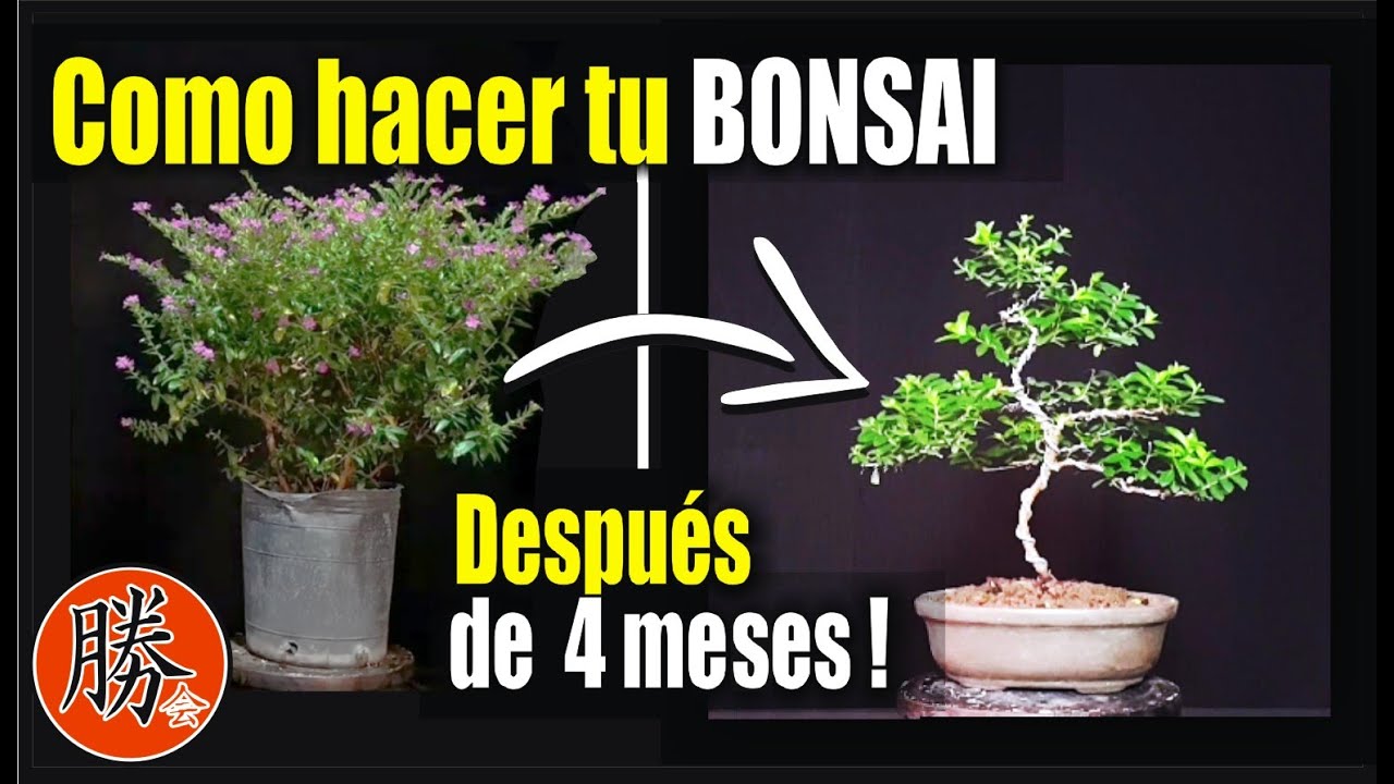 COMO HACER UN BONSAI DE ERICA - TRUENO DE VENUS - LLUVIA DE ESTRELLAS  PASO A PASO