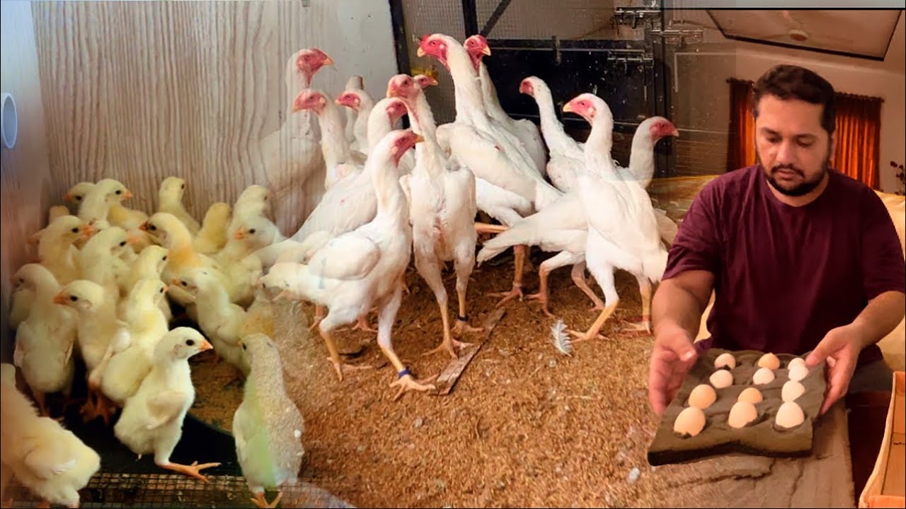 New Hatching 🐣 White Shamo Aseel Murgo ka, The World Biggest White Shamo Murga Farm In Punjab, Hsn