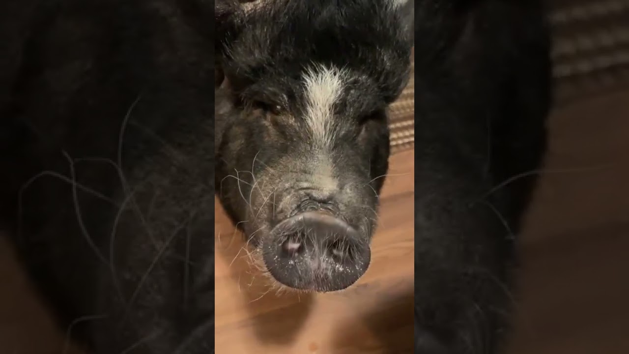 Ms Mabel expressing herself 🐷