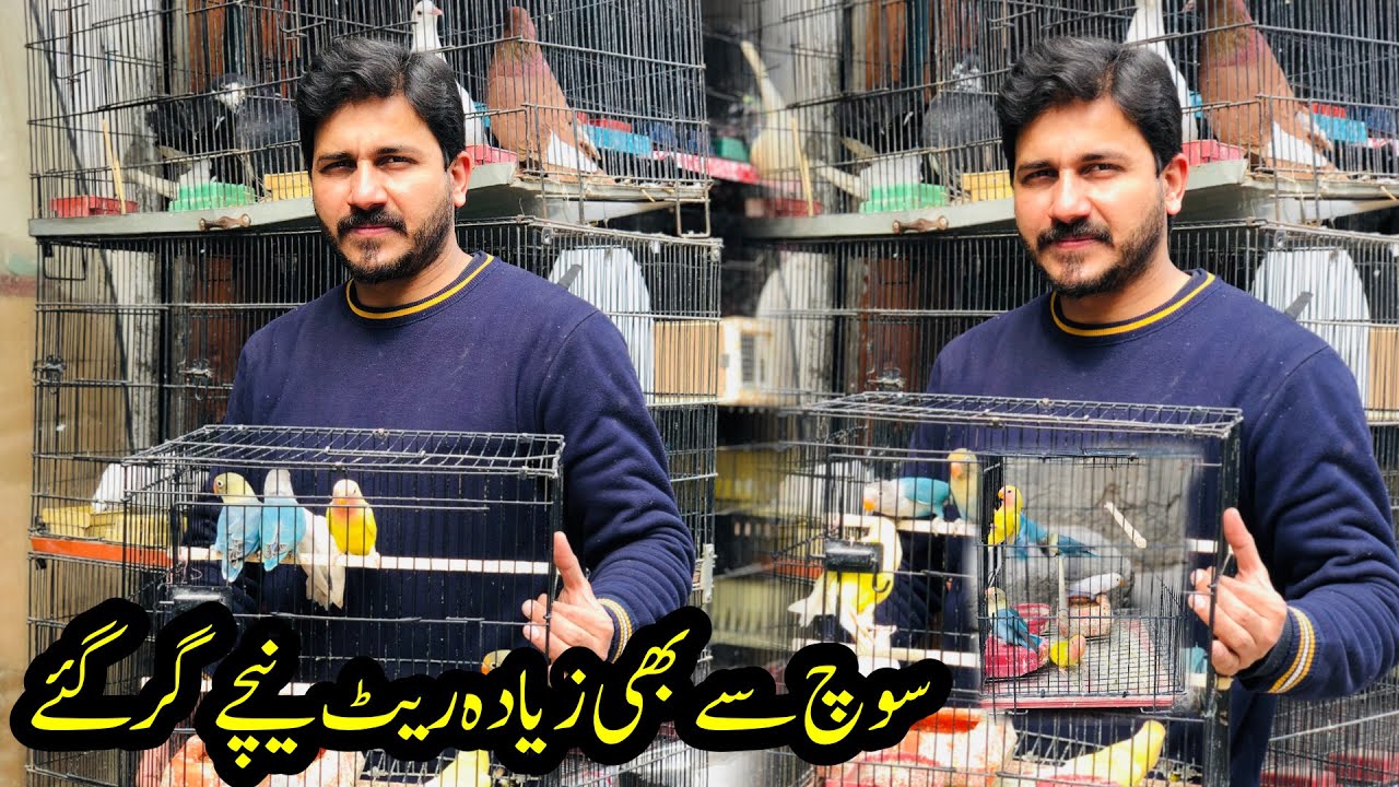 Love birds leatest Prices | Opaline, Creamino, Decino, Par blue prices | birds market