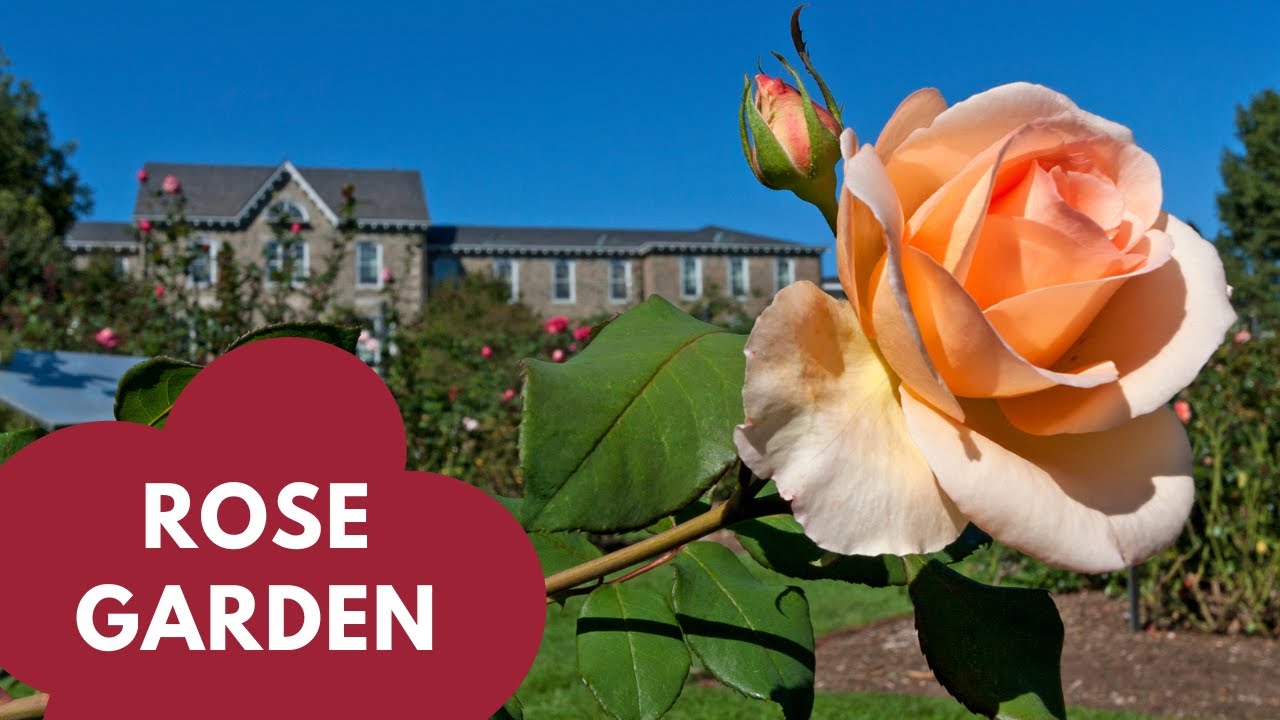Explore Swarthmore College's Rose Garden