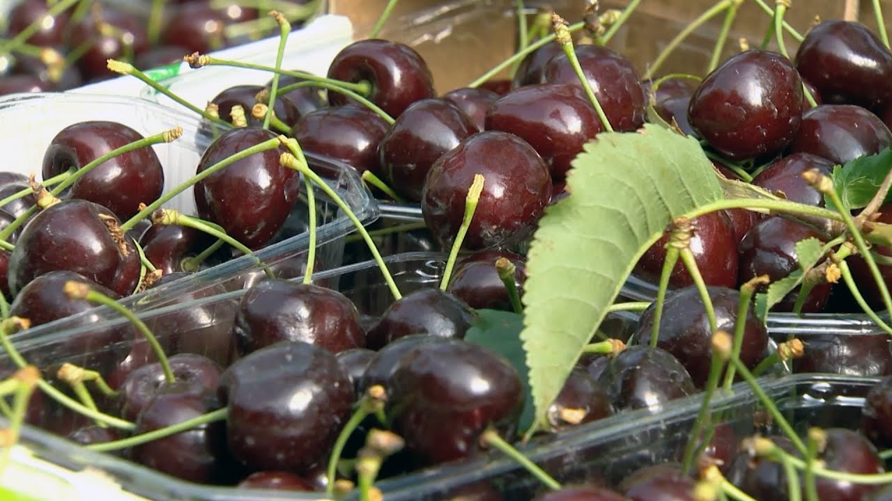 ALTOPIANO DELLA VIGOLANA: PICCOLI FRUTTI DAL CAMPO ALLA TAVOLA