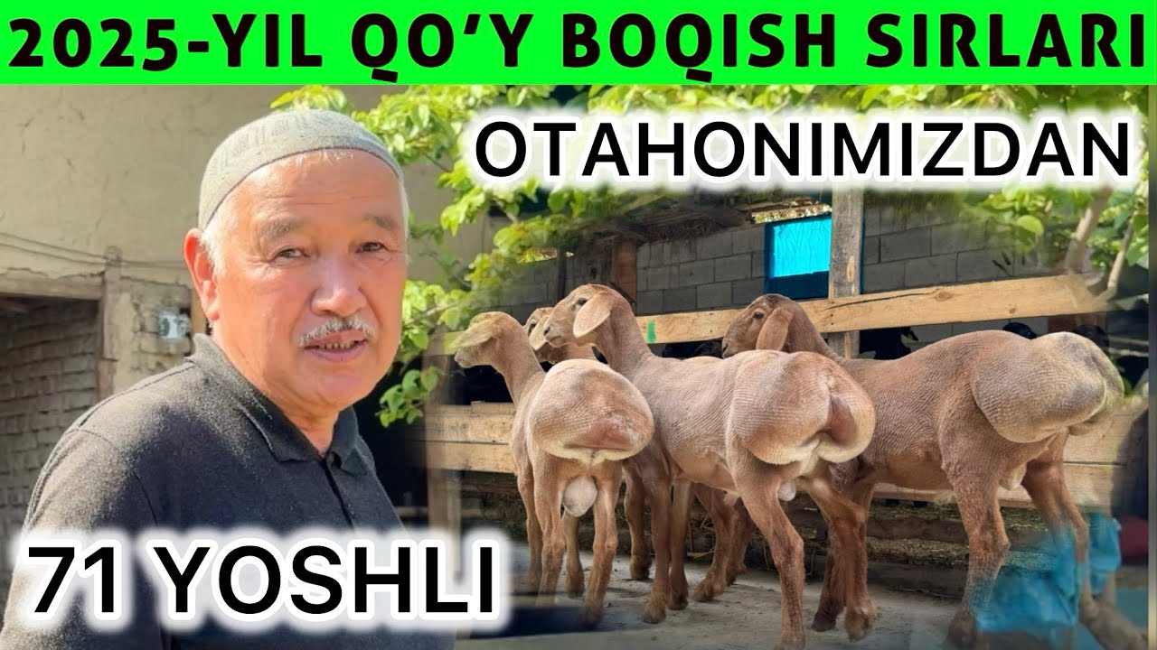 71 YOSHLI OTAHONIMIZDAN UY SHAROYITIDA QO’Y BOQISH SIRLARI 2025 YIL
