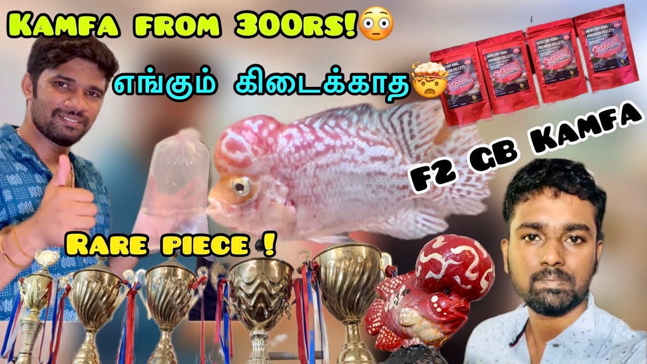 High Quality Kamfa Farm in Chennai | Rk Flowerhorn farm | வாஸ்து மீன் பண்ணை | Imported Unique Fish
