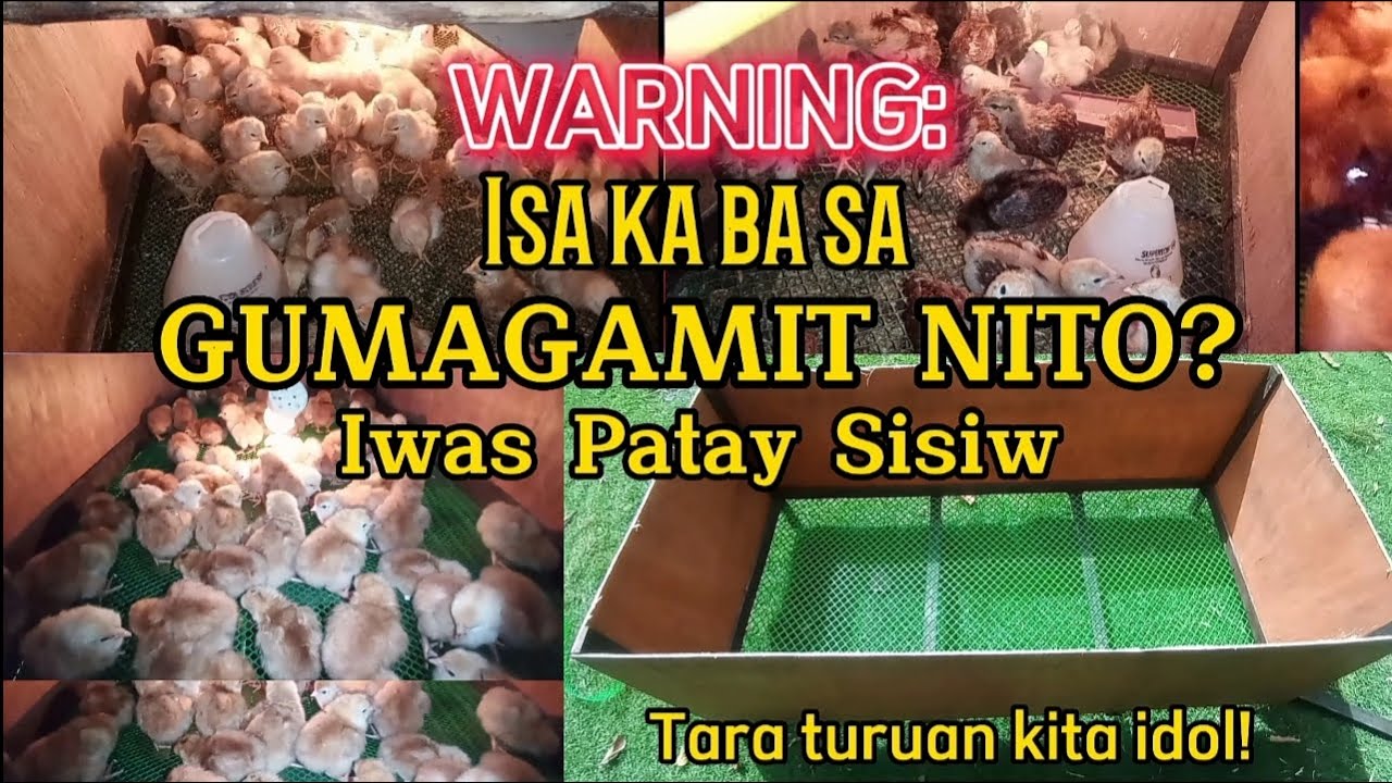 Pag Gamit ng Brooding Pen || Chicken Cage || Brooder for your Chicks