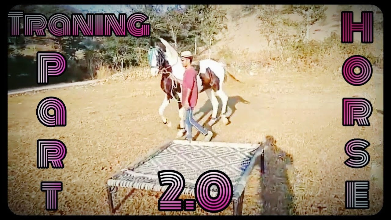 Trening a new horse at 3rd stage | Badal farm house Dadiya