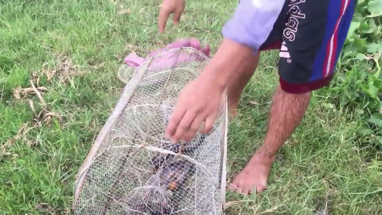 AMAZING Net Fishing Net Fishing at River in Siem Reap Province Cambodia Traditional Fishin