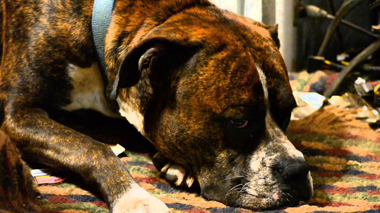 Nikon D7100 High ISO Test (ISO 6400)