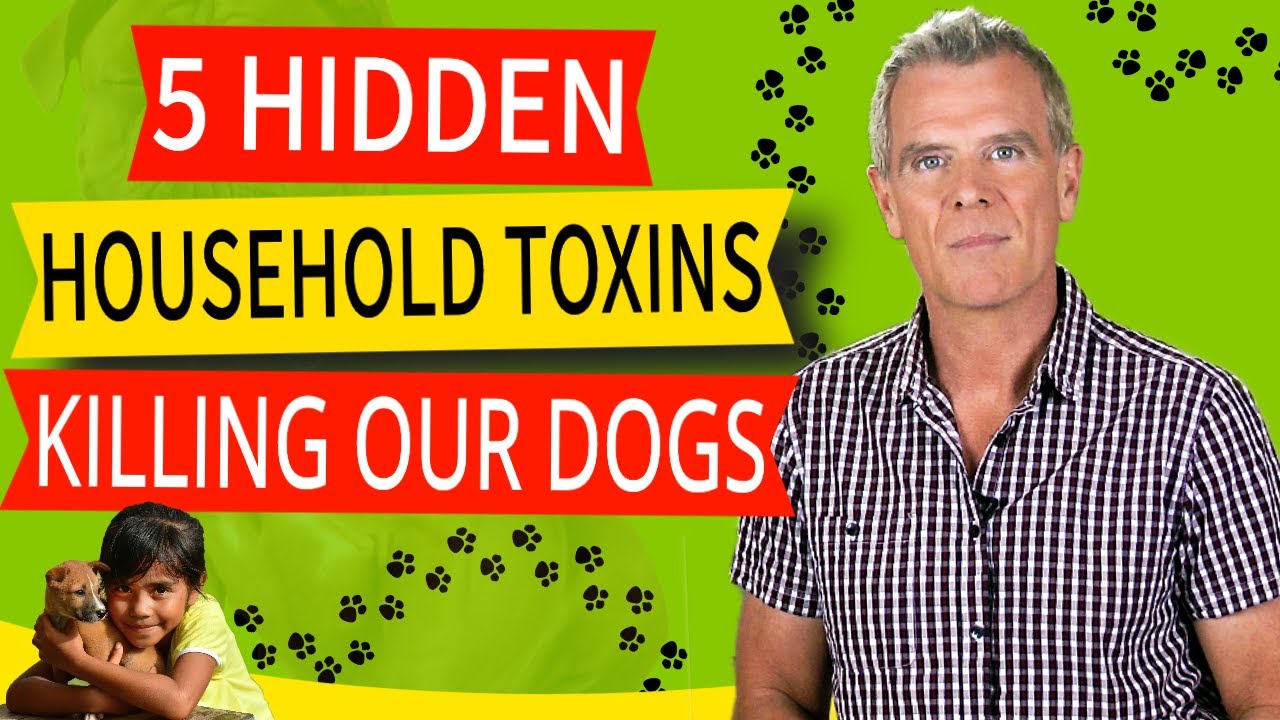 Dog Toxic Household Products (5 Hidden Toxins Causing Toxicity in Dogs)