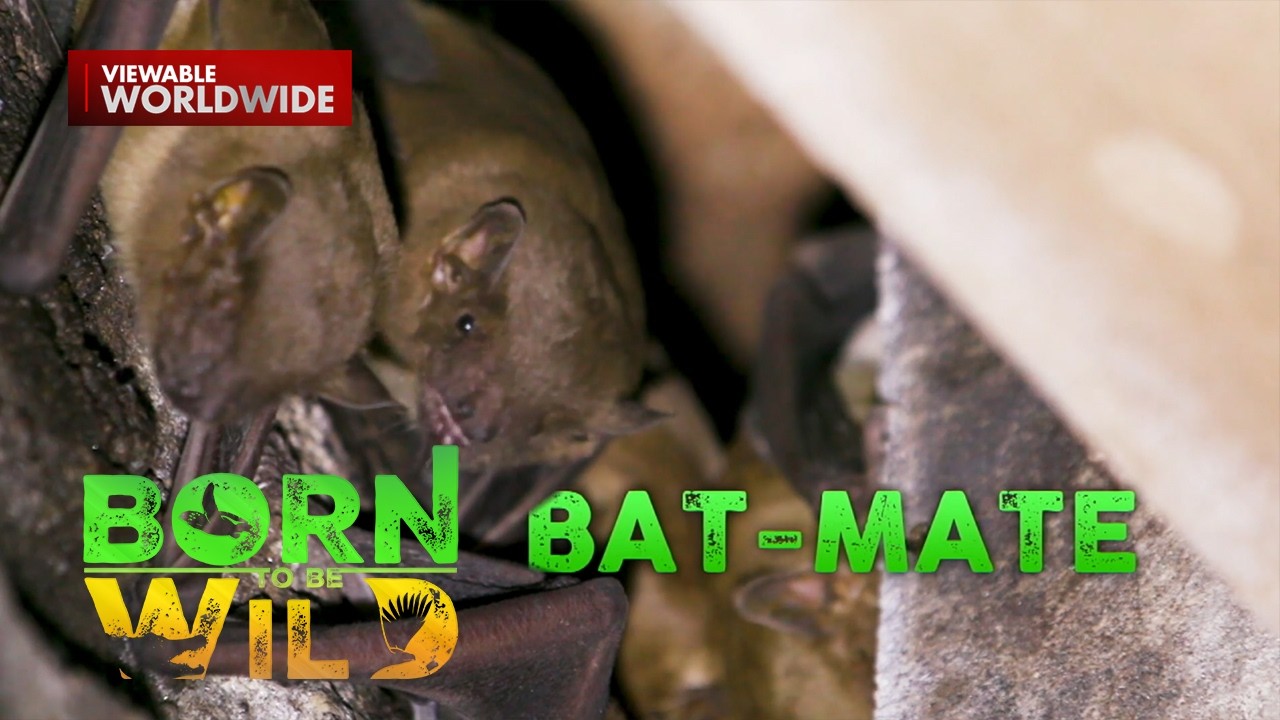 Mga estudyante sa isang paaralan sa Cagayan, may mga kaklaseng paniki?! | Born to be Wild