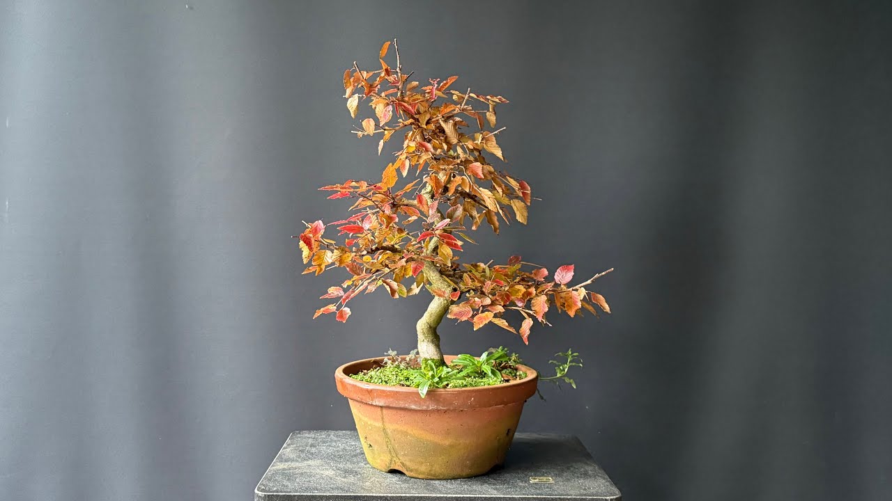 Working on Korean Hornbeam | The Bonsai Area |