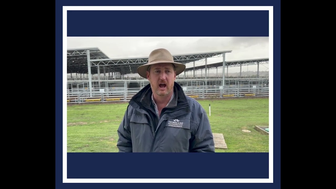 Store Cattle Market Market Report 17/05/24