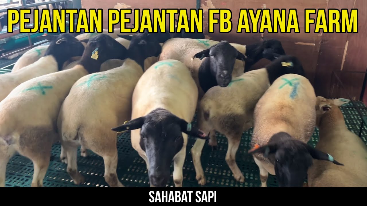 PEJANTAN PEJANTAN IMPORT DI AYANA FARM KEDIRI