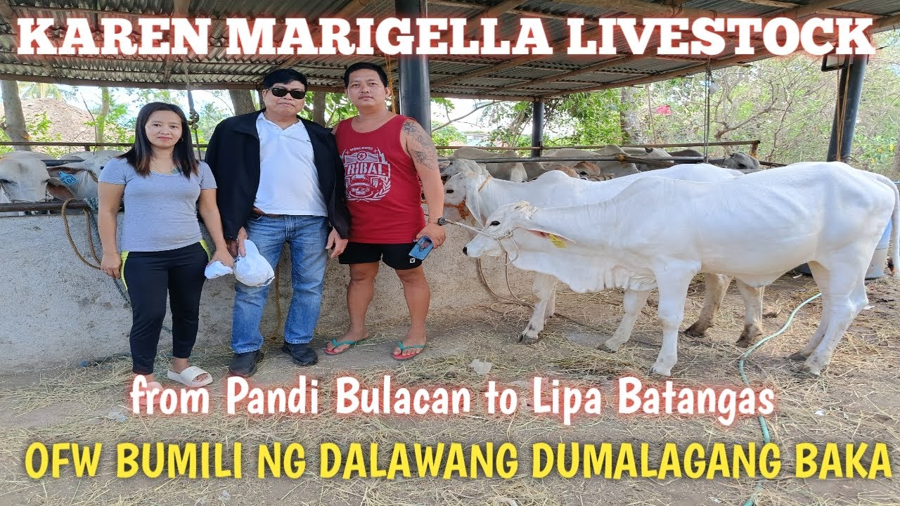 Taga Bulacan Dumayo ng Lipa Para bumili ng Baka!!