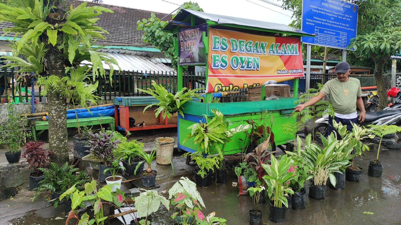 Belanja Tanaman Hiasnya Pak Devi Yuk