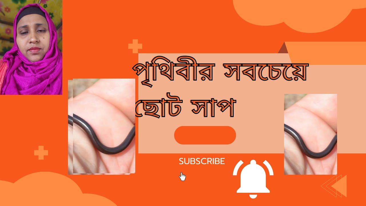 আতাল কুইচ্চা সাপ