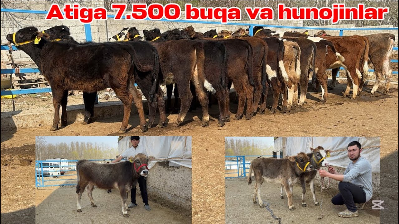 MINI FERMADAN 7.500 buqa va hunojinlar yangi optimchi