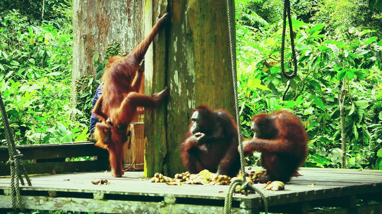 Sepilok - orangutan rehabilitation centre / Malajsie 2016 (4K) Travelzoom.cz