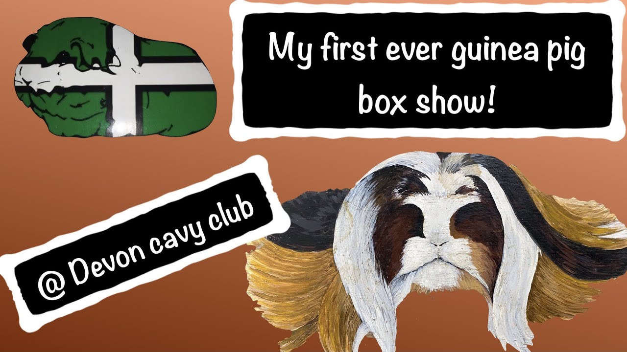 Devon Cavy Club March 2022 - My first ever Box Show!