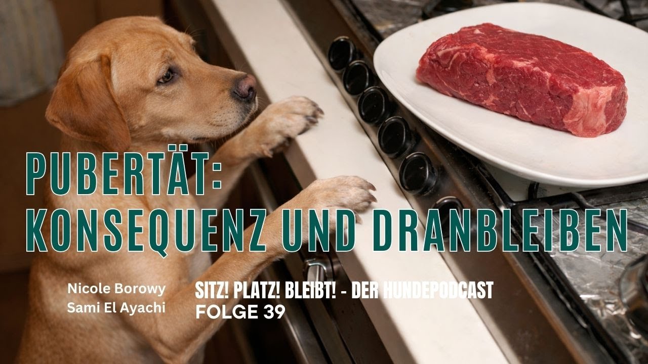 #39 Hund in der Pubertät: Training, Konsequenz und Dranbleiben