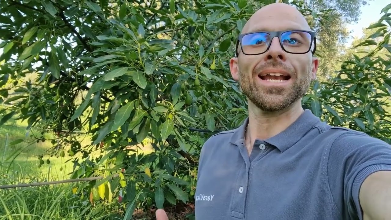 Scopri la strategia per l'ingrossamento frutti dell'avocado