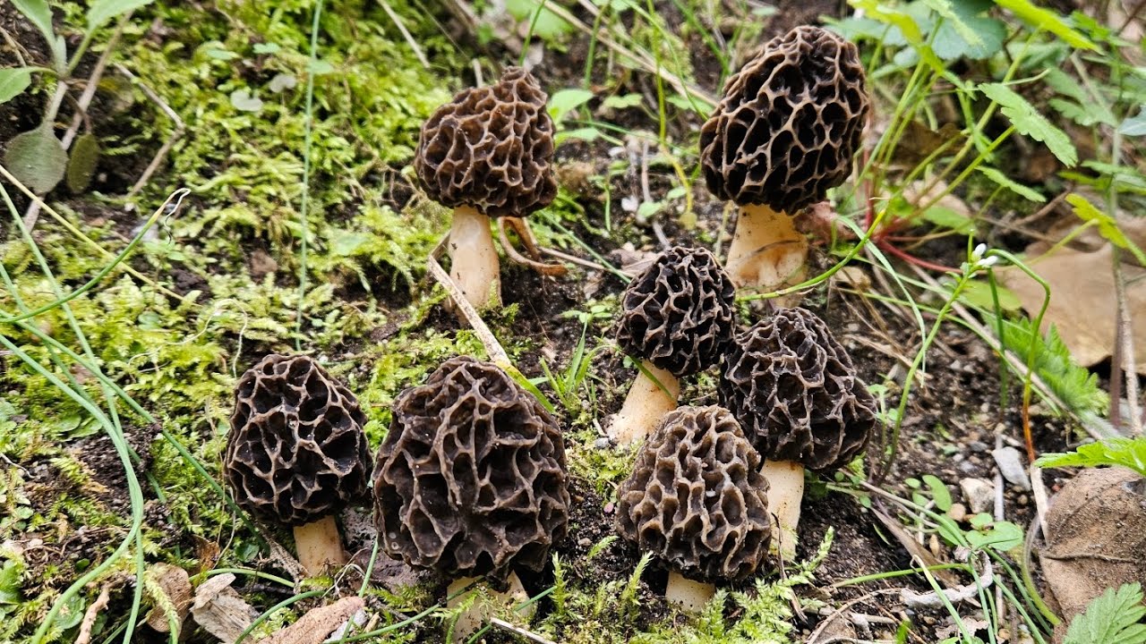 Morilles 2025 🤩! Jolie pousse du 29/03/25.