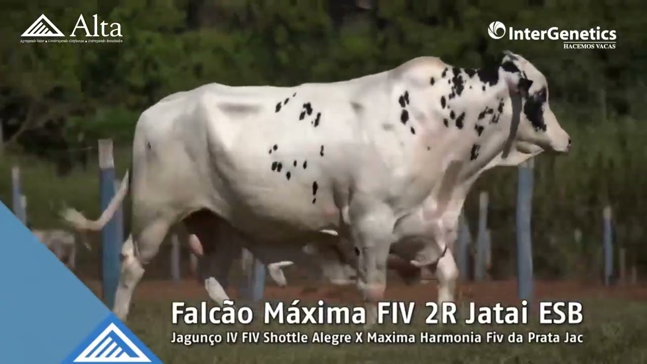 ALTAFALCAO MAXIMA