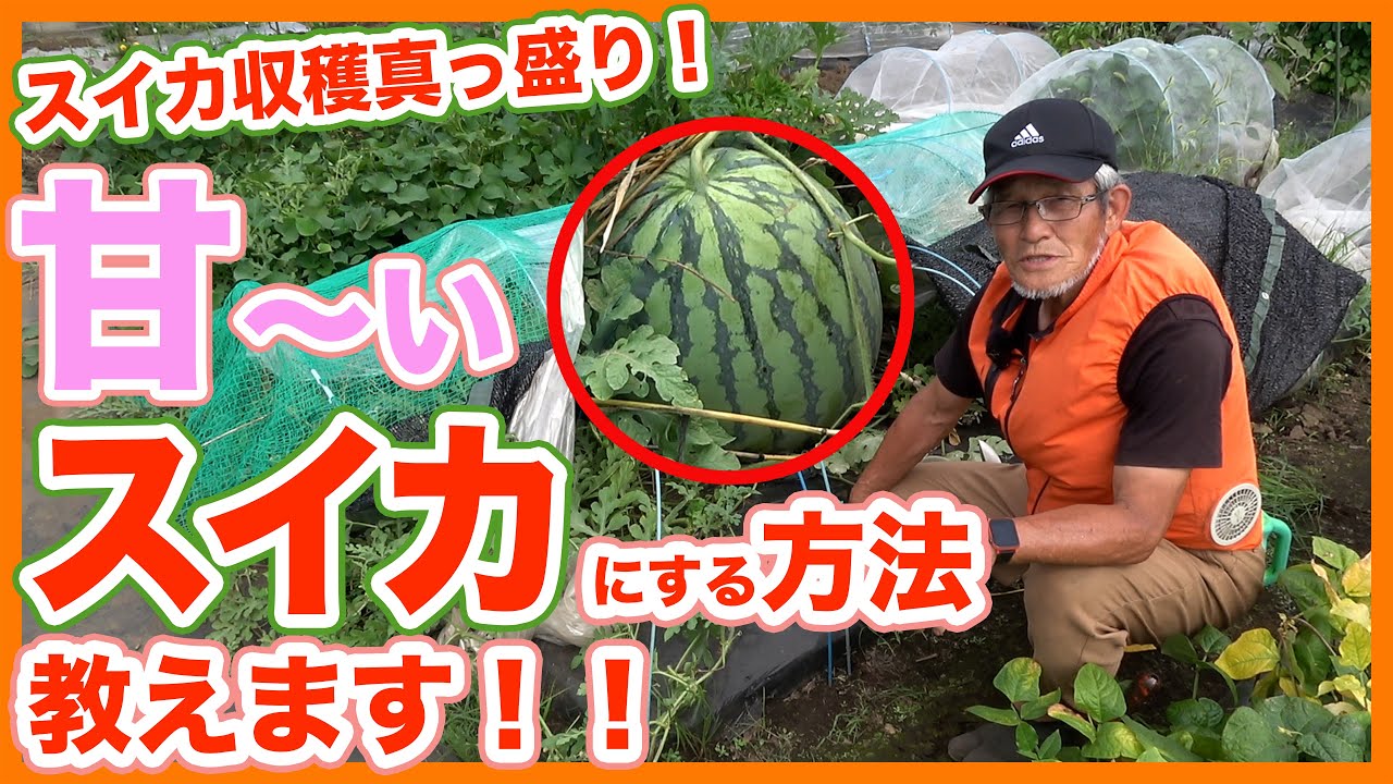 家庭菜園や農園のスイカ栽培で甘いスイカを収穫したい！収穫前にスイカ糖度を上げるコツを徹底解説！/Tips for sweetening fruits by cultivating watermelon