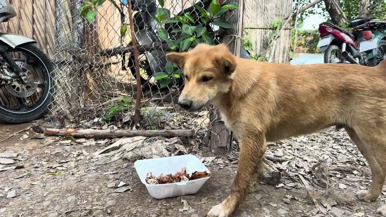 Đãi 3 Đứa Bên Sông 1 Bửa Ăn