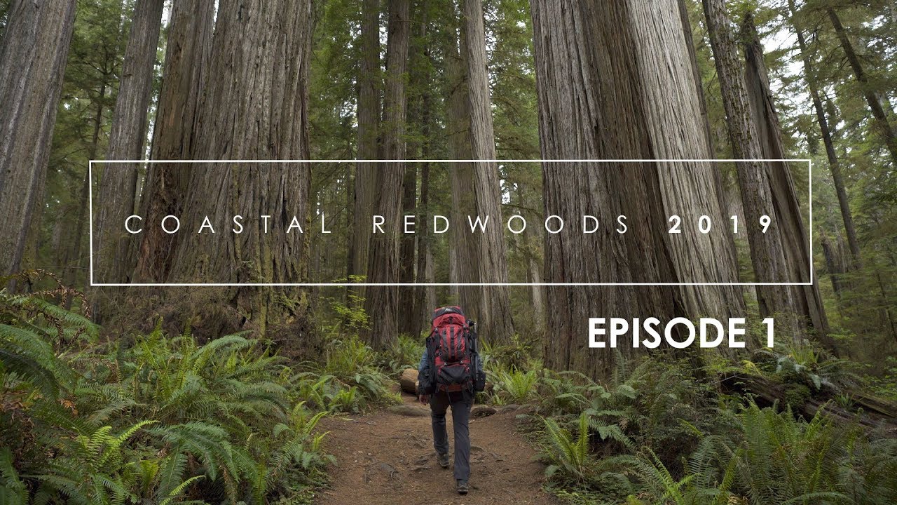 Photographing the Redwoods: Episode 1