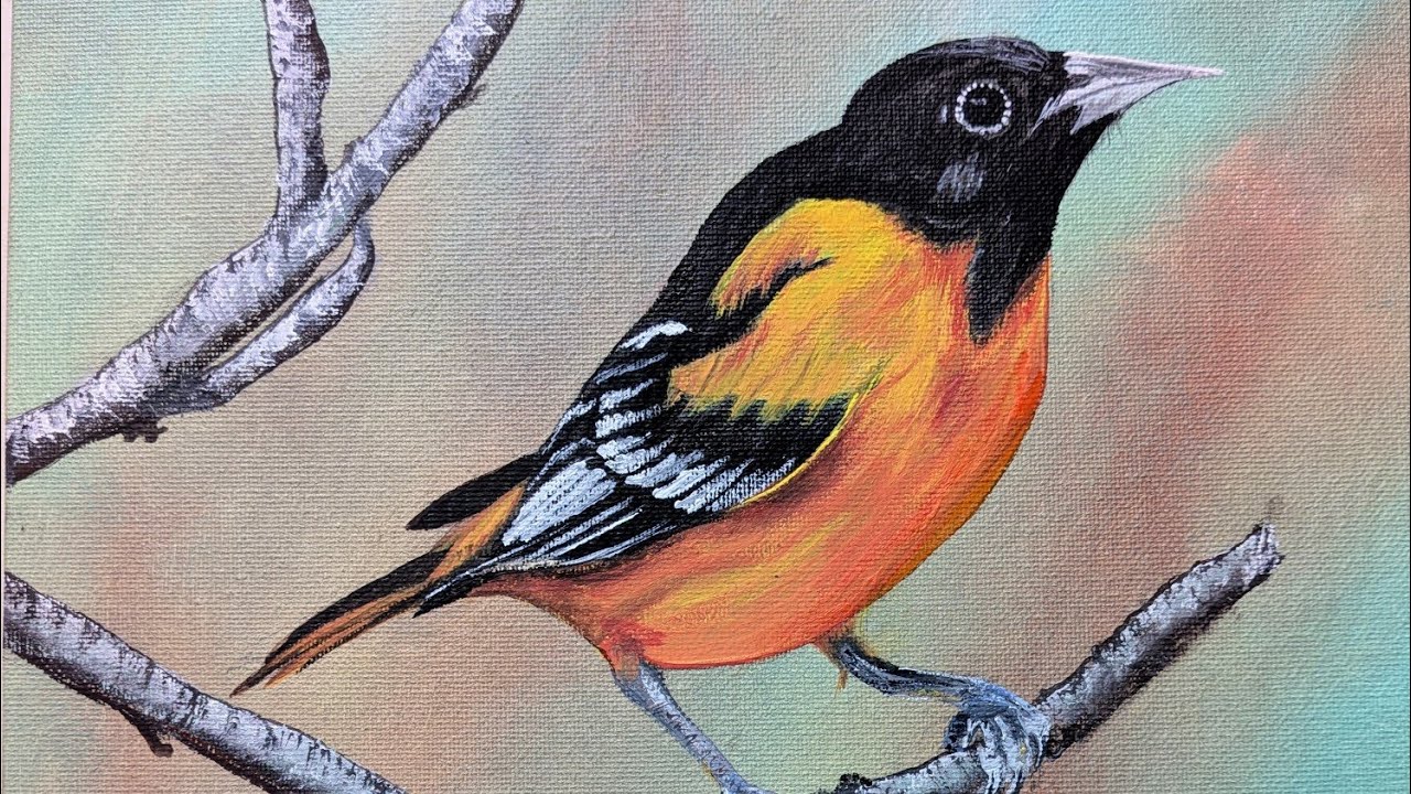 Baltimore Oriole Bird