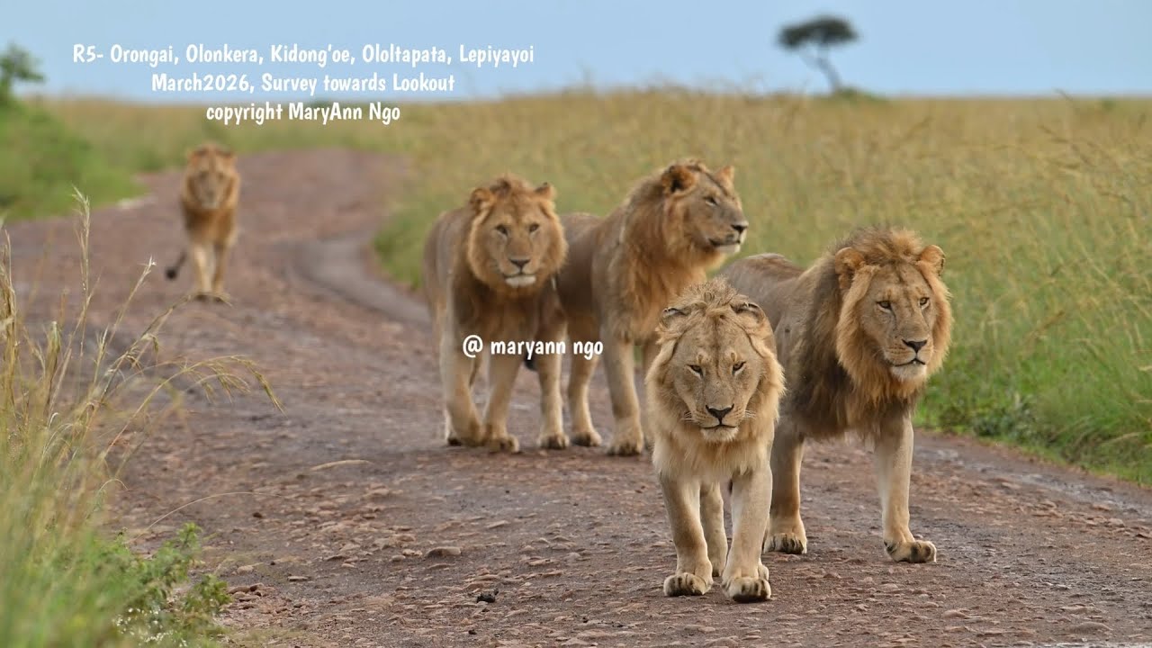 R5/ Rongai 5 , walking in one frame! Orongai the boss, Olonkera, Kidong’oe Ololtapata, Lepiyayoi.